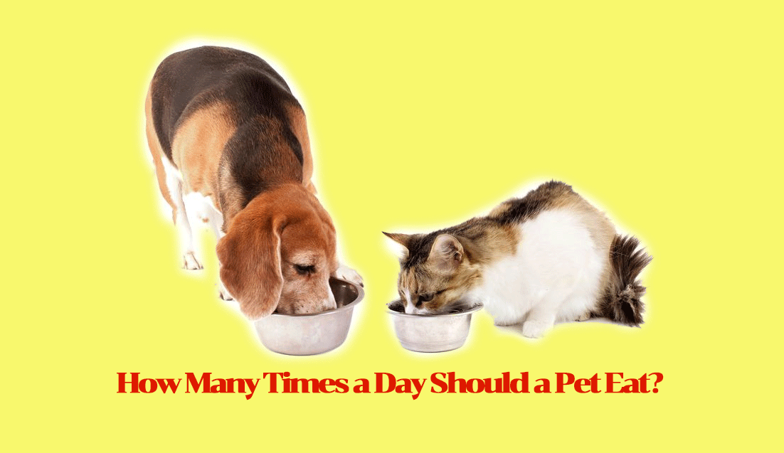 How Many Times a Day Should a Pet Eat?