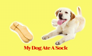 My Dog Ate A Sock! What Should I Do?