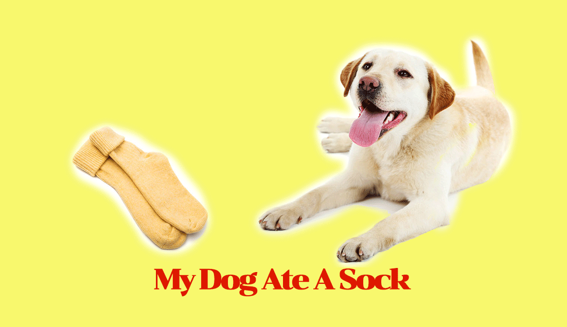 My Dog Ate A Sock! What Should I Do?