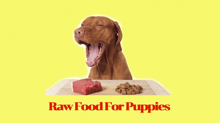 Raw Food For Puppies: Exactly How to Feed Your Puppy on Natural Raw Food