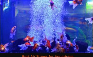 The Best Air Stones for Aquariums in 2023