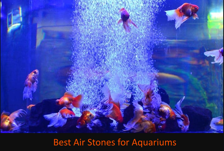 The Best Air Stones for Aquariums in 2022